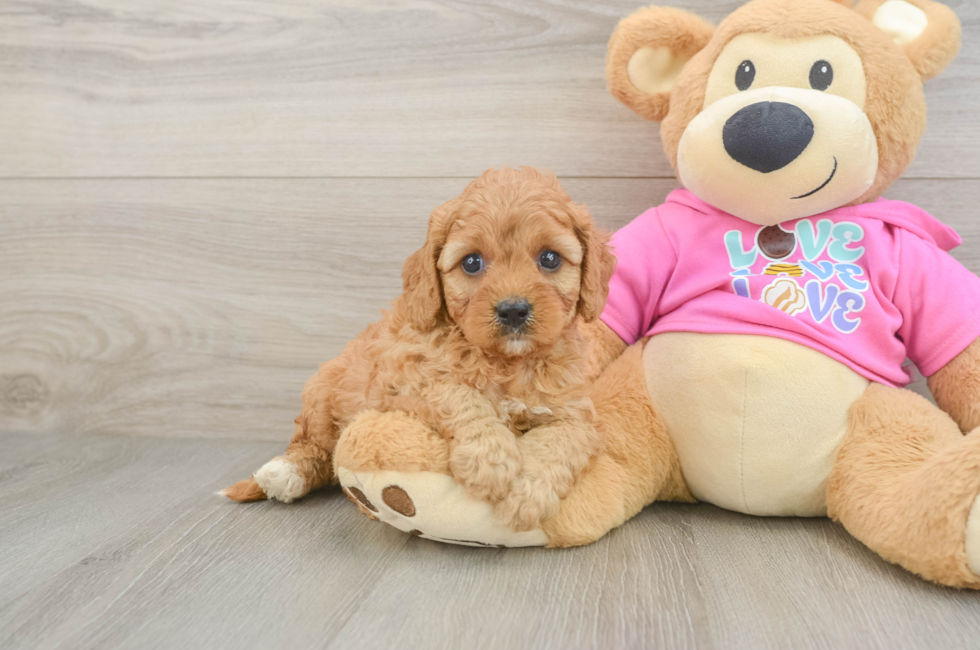 5 week old Cavapoo Puppy For Sale - Premier Pups