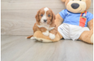 Cavapoo Puppy for Adoption