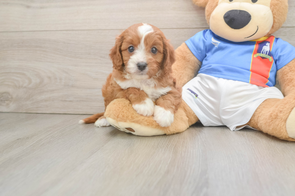 Cavapoo Puppy for Adoption