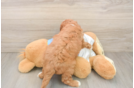 Best Cavapoo Baby