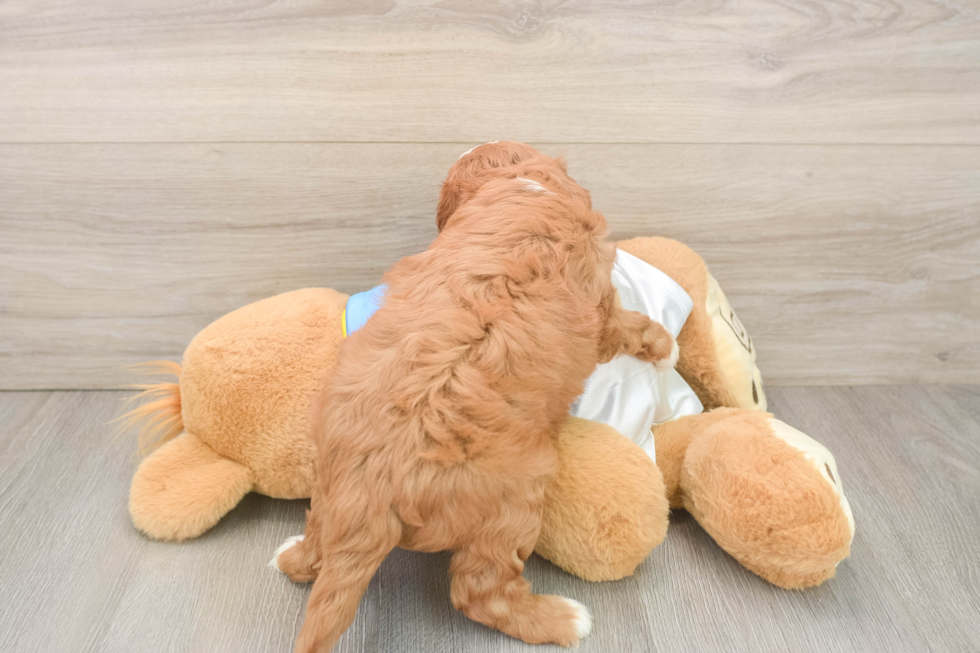 Best Cavapoo Baby