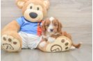 Best Cavapoo Baby