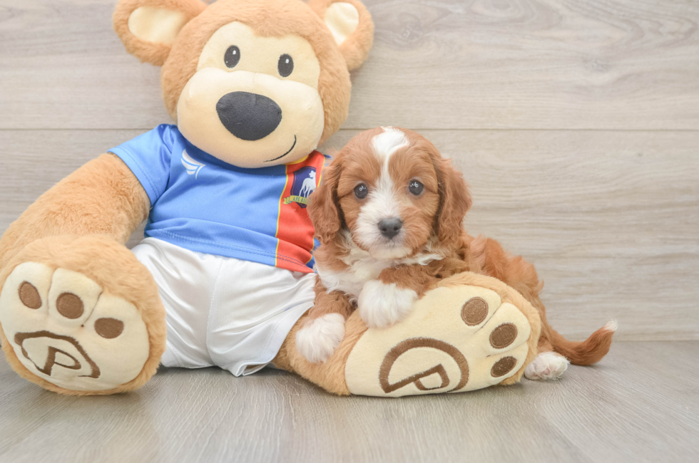 5 week old Cavapoo Puppy For Sale - Premier Pups