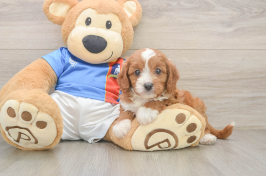 Best Cavapoo Baby