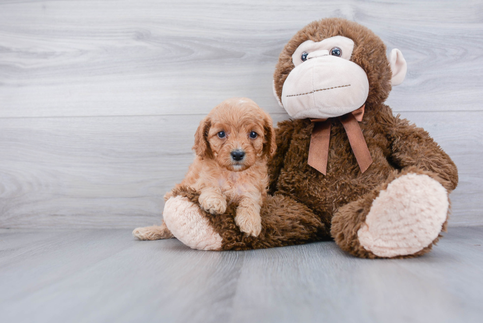 Cavapoo Pup Being Cute