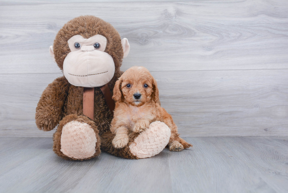 Cavapoo Puppy for Adoption