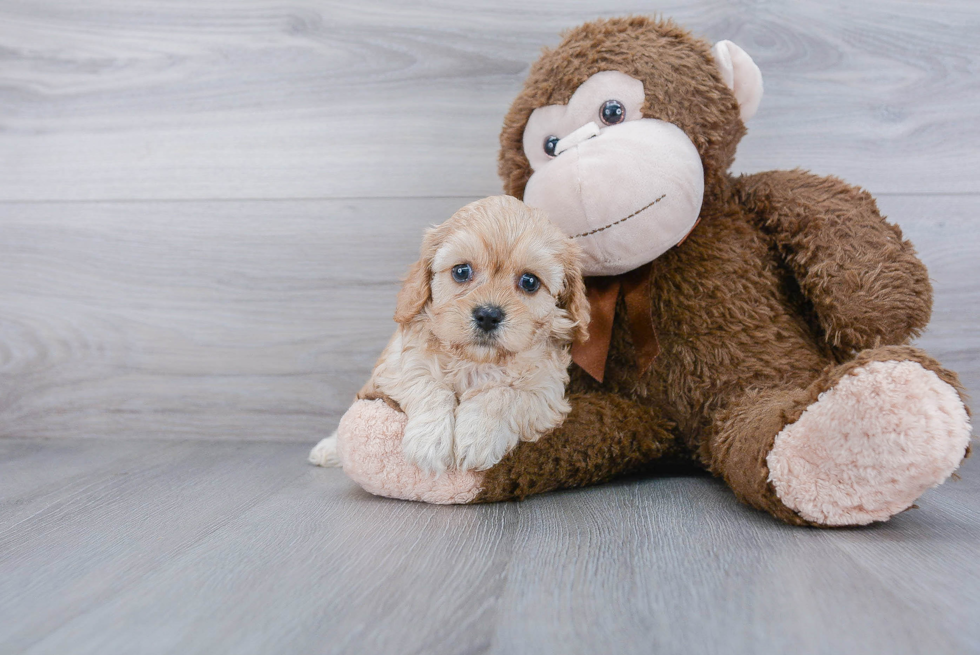 Energetic Cavoodle Poodle Mix Puppy