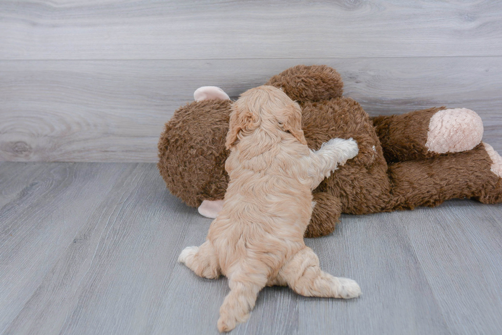 Cavapoo Pup Being Cute