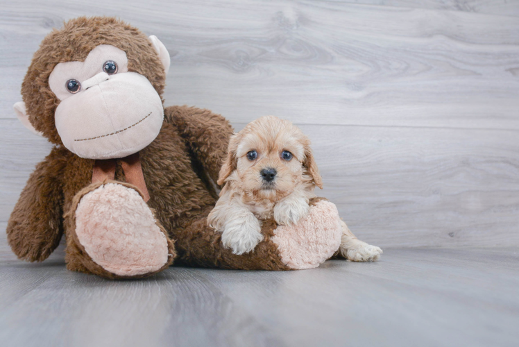 Best Cavapoo Baby