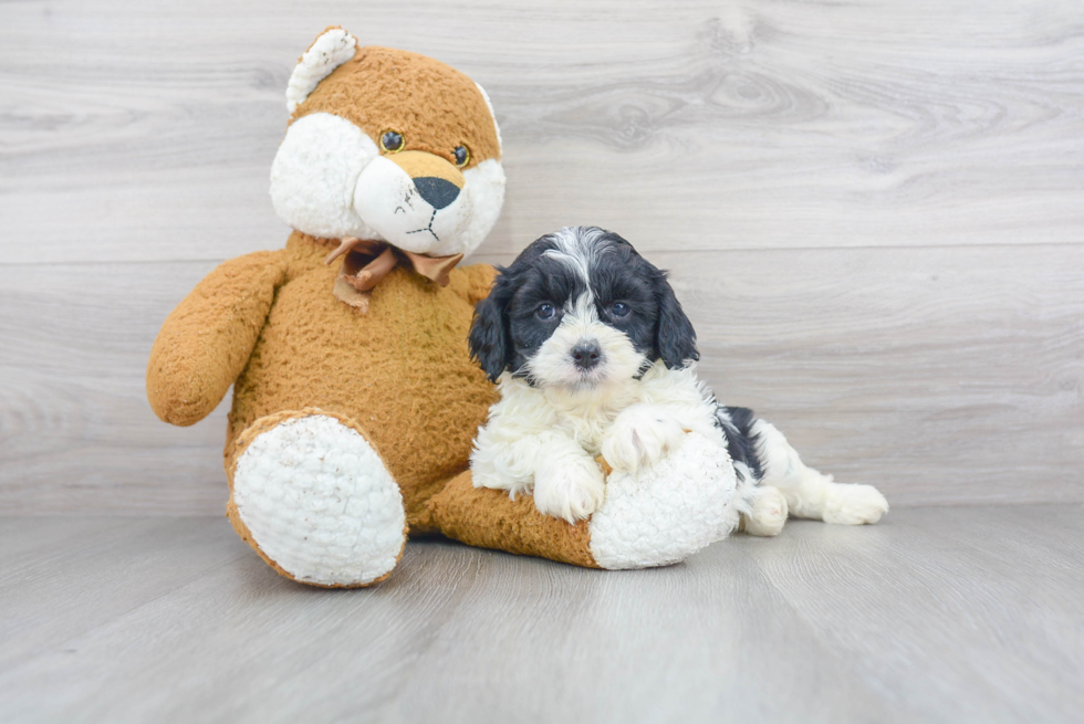 Fluffy Cavapoo Poodle Mix Pup