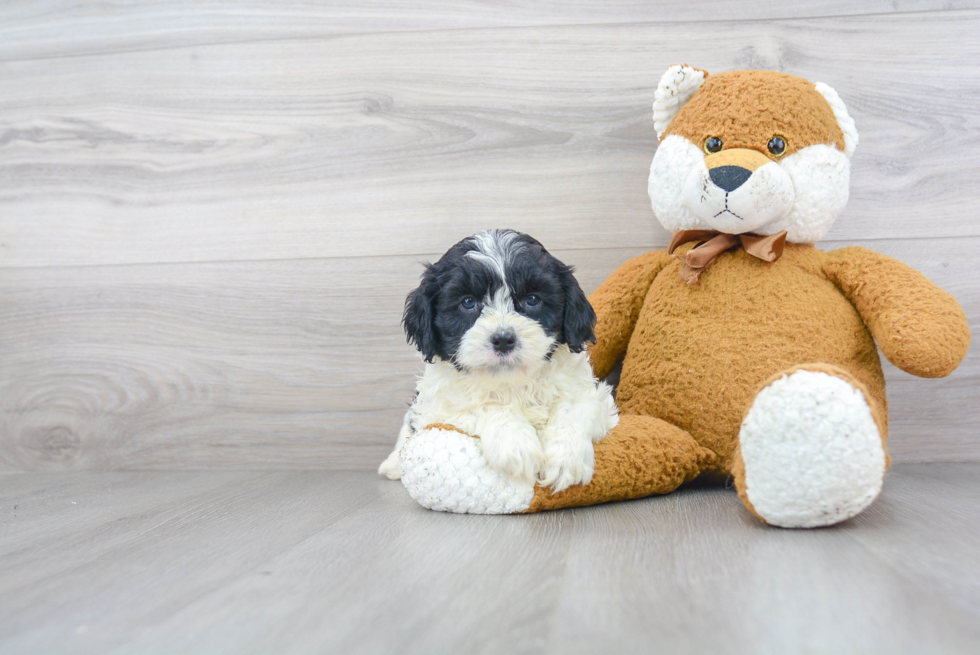 Cute Cavapoo Baby