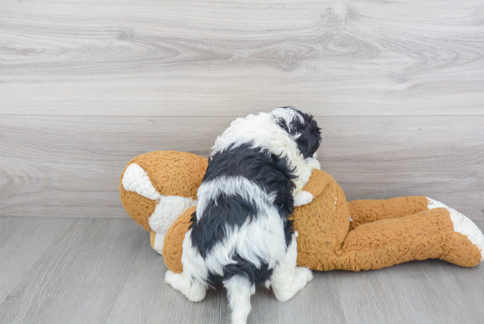 Friendly Cavapoo Baby