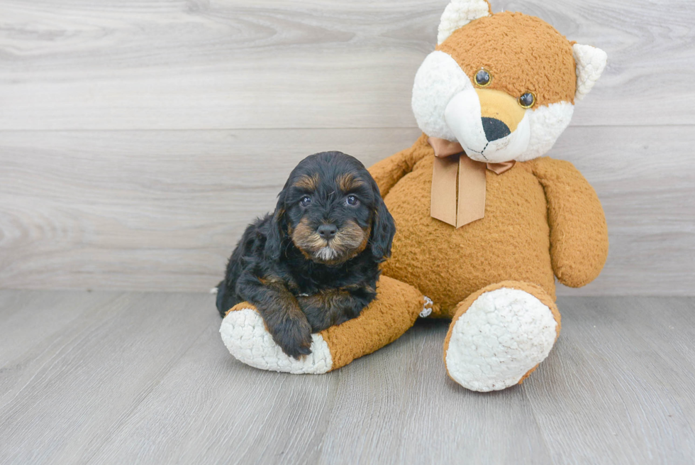 Cavapoo Puppy for Adoption