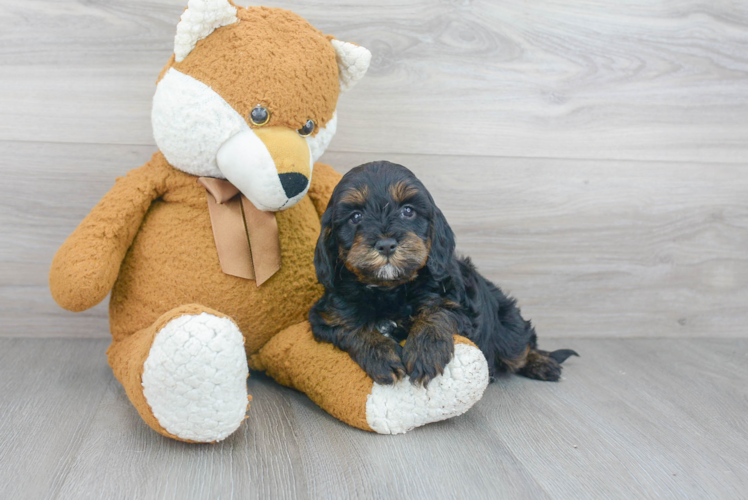 Petite Cavapoo Poodle Mix Pup