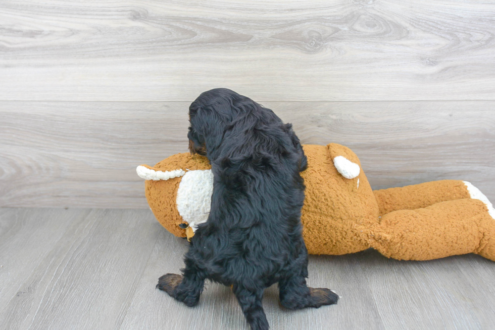 Cavapoo Puppy for Adoption