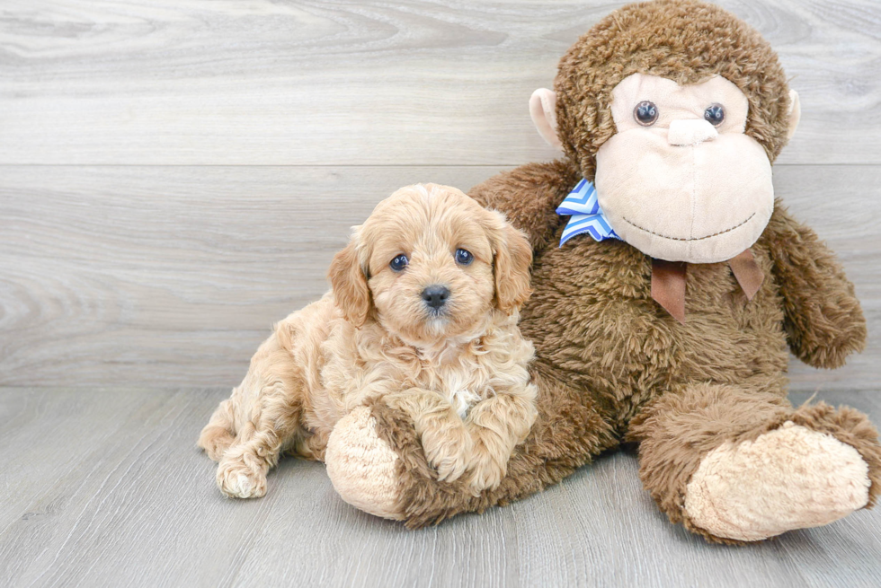 Cavapoo Puppy for Adoption