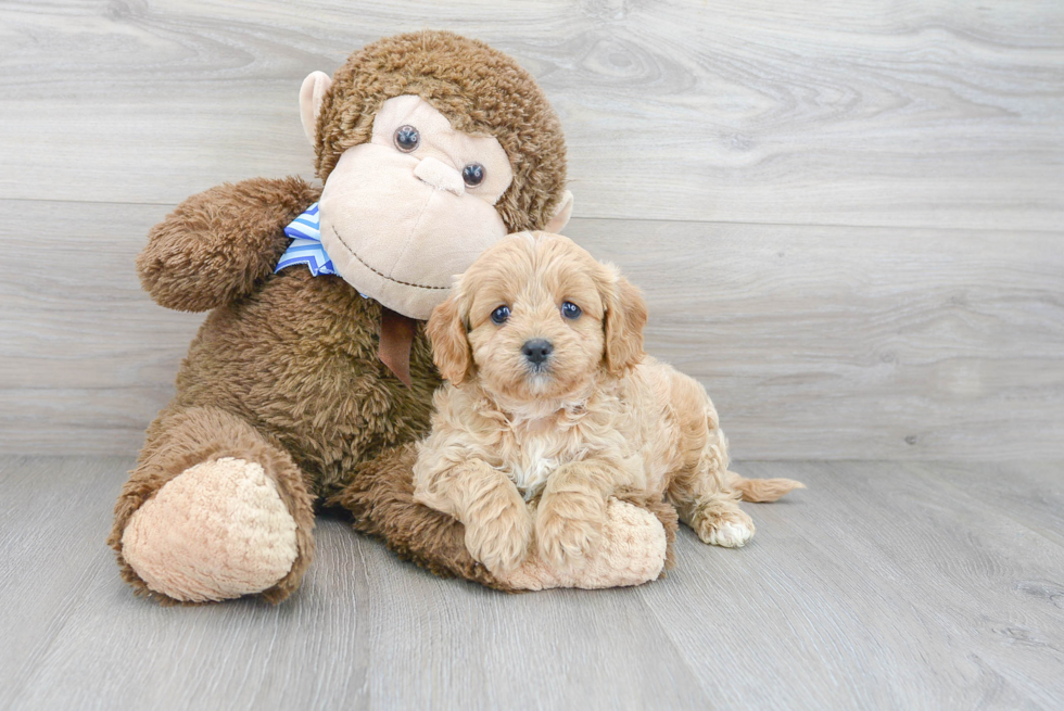 Playful Cavoodle Poodle Mix Puppy