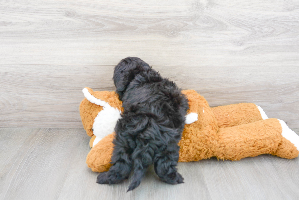 Fluffy Cavapoo Poodle Mix Pup