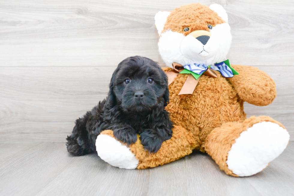 Cavapoo Pup Being Cute