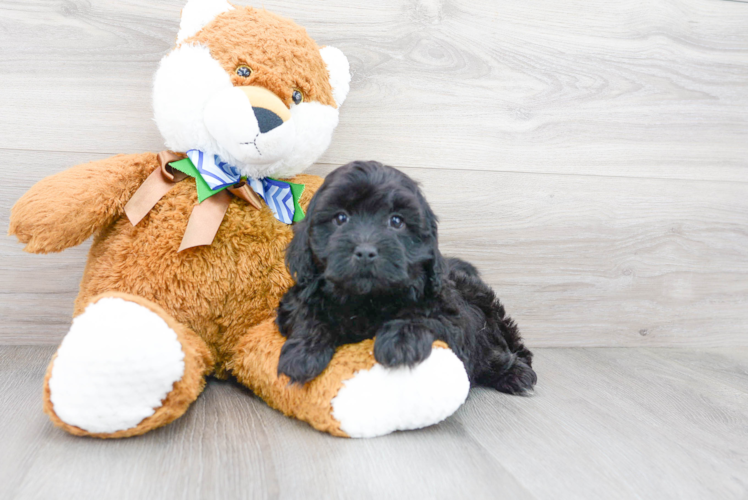 Sweet Cavapoo Baby