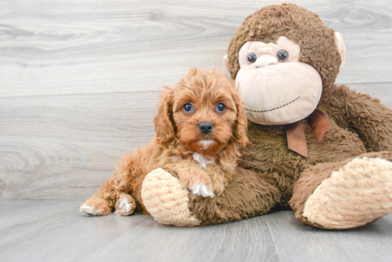 Energetic Cavoodle Poodle Mix Puppy