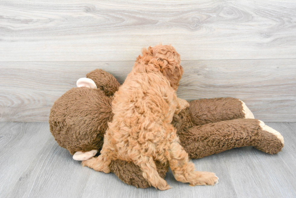 Energetic Cavoodle Poodle Mix Puppy