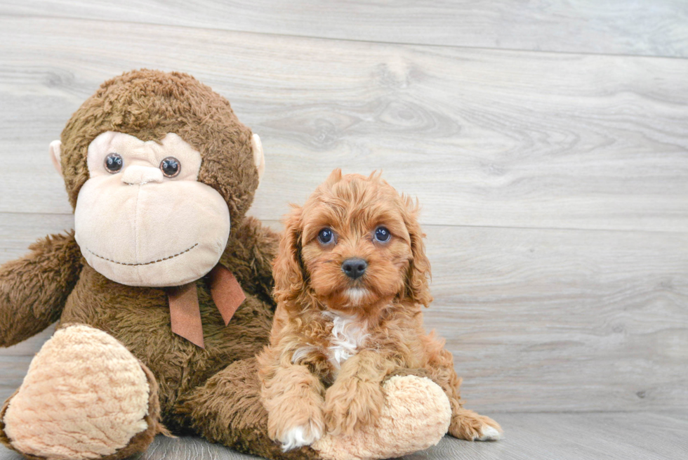 Energetic Cavoodle Poodle Mix Puppy