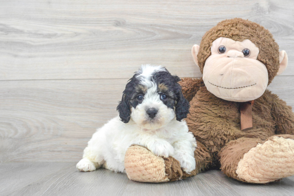 Playful Cavoodle Poodle Mix Puppy