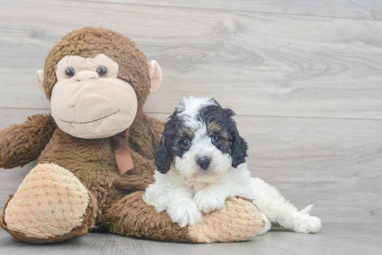 Best Cavapoo Baby