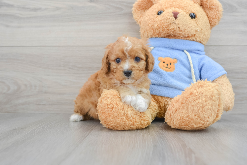 Best Cavapoo Baby