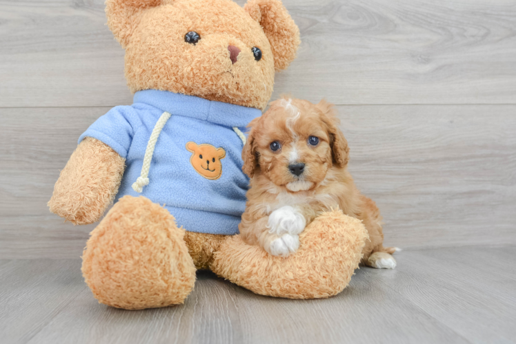 Petite Cavapoo Poodle Mix Pup