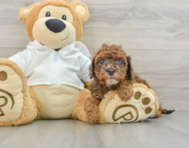 8 week old Cavapoo Puppy For Sale - Premier Pups