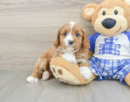 8 week old Cavapoo Puppy For Sale - Premier Pups