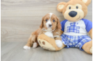 Cavapoo Puppy for Adoption