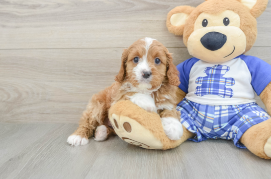 Cavapoo Puppy for Adoption