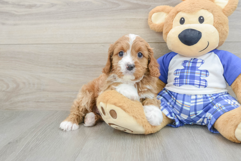 Meet Oprah - our Cavapoo Puppy Photo 1/3 - Premier Pups