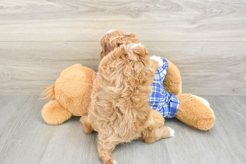 Meet Oprah - our Cavapoo Puppy Photo 2/3 - Premier Pups