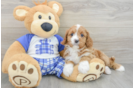 Cavapoo Pup Being Cute
