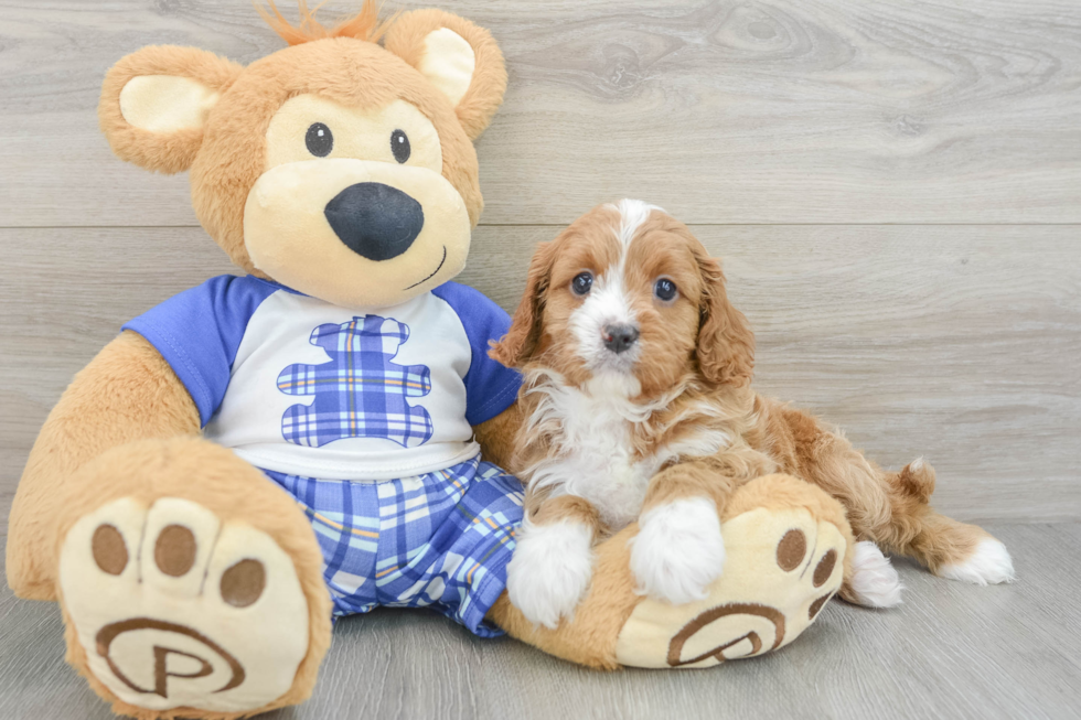 Cavapoo Pup Being Cute