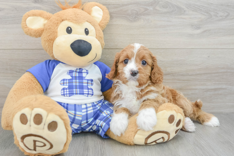 Meet Oprah - our Cavapoo Puppy Photo 3/3 - Premier Pups