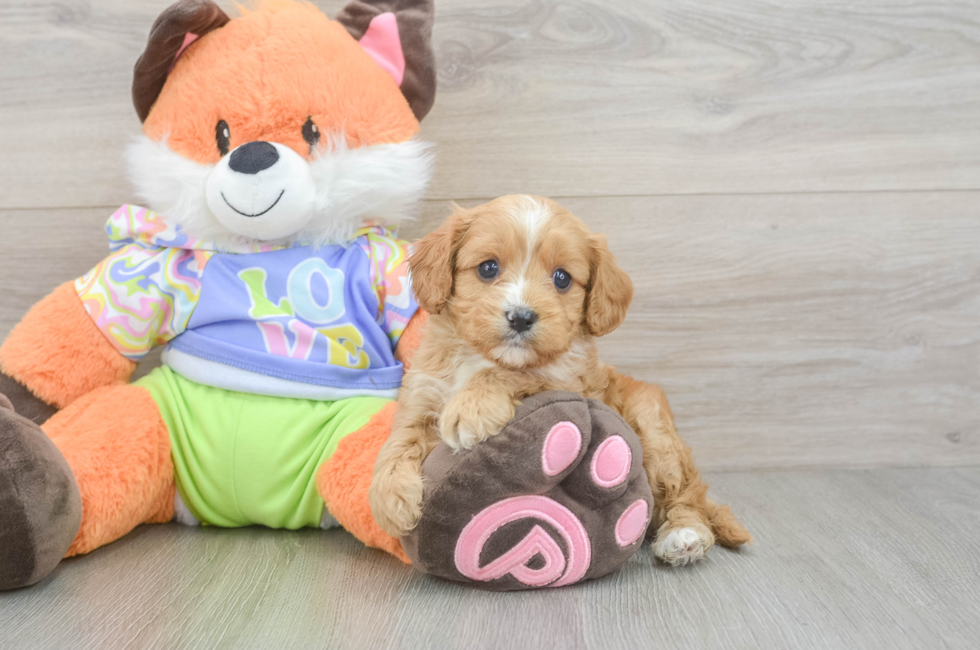 6 week old Cavapoo Puppy For Sale - Premier Pups