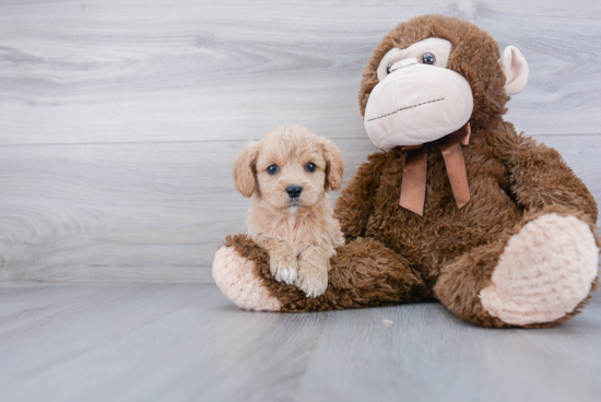 Cavapoo Pup Being Cute