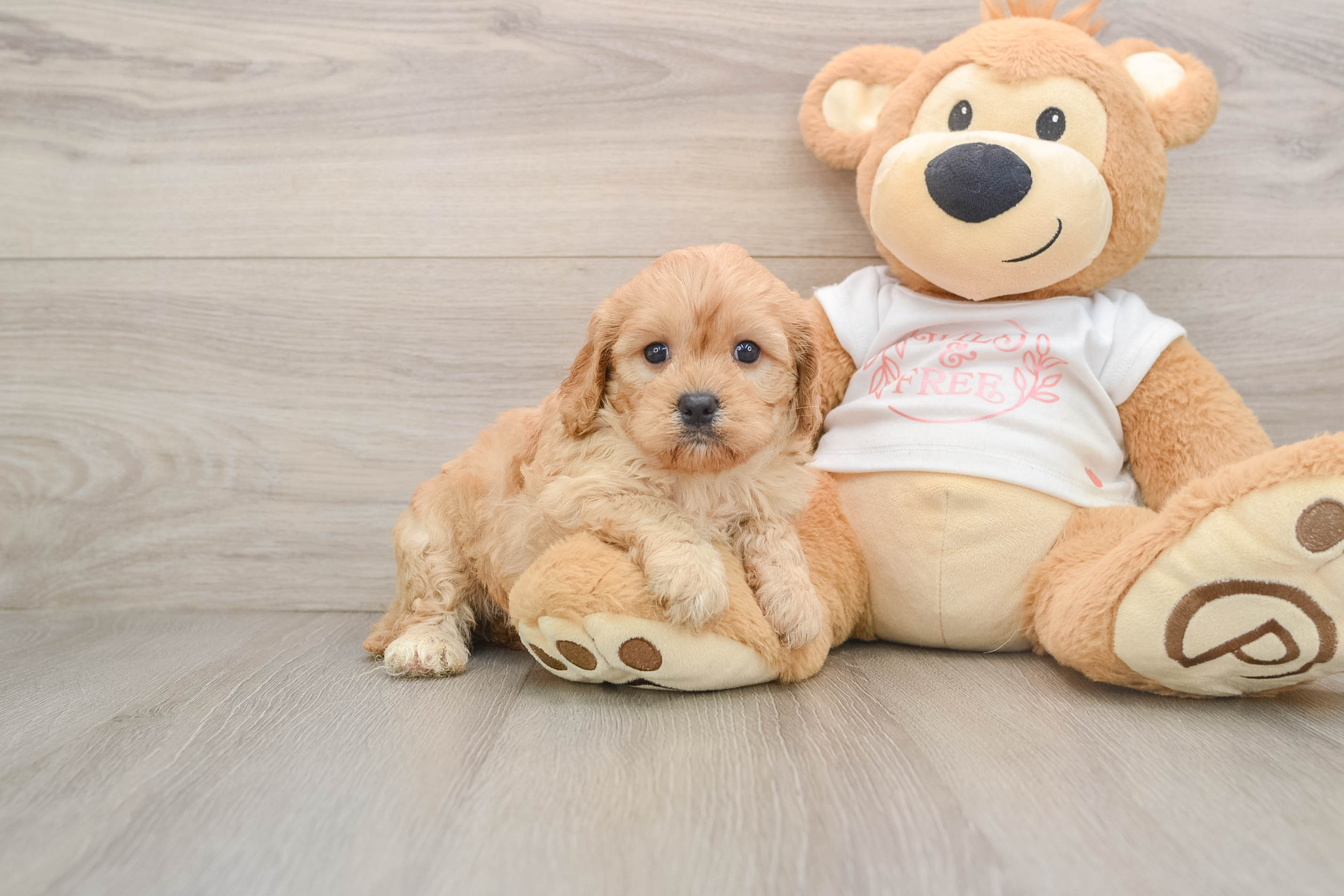 Energetic Cavoodle Poodle Mix Puppy