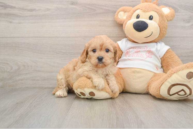 Energetic Cavoodle Poodle Mix Puppy