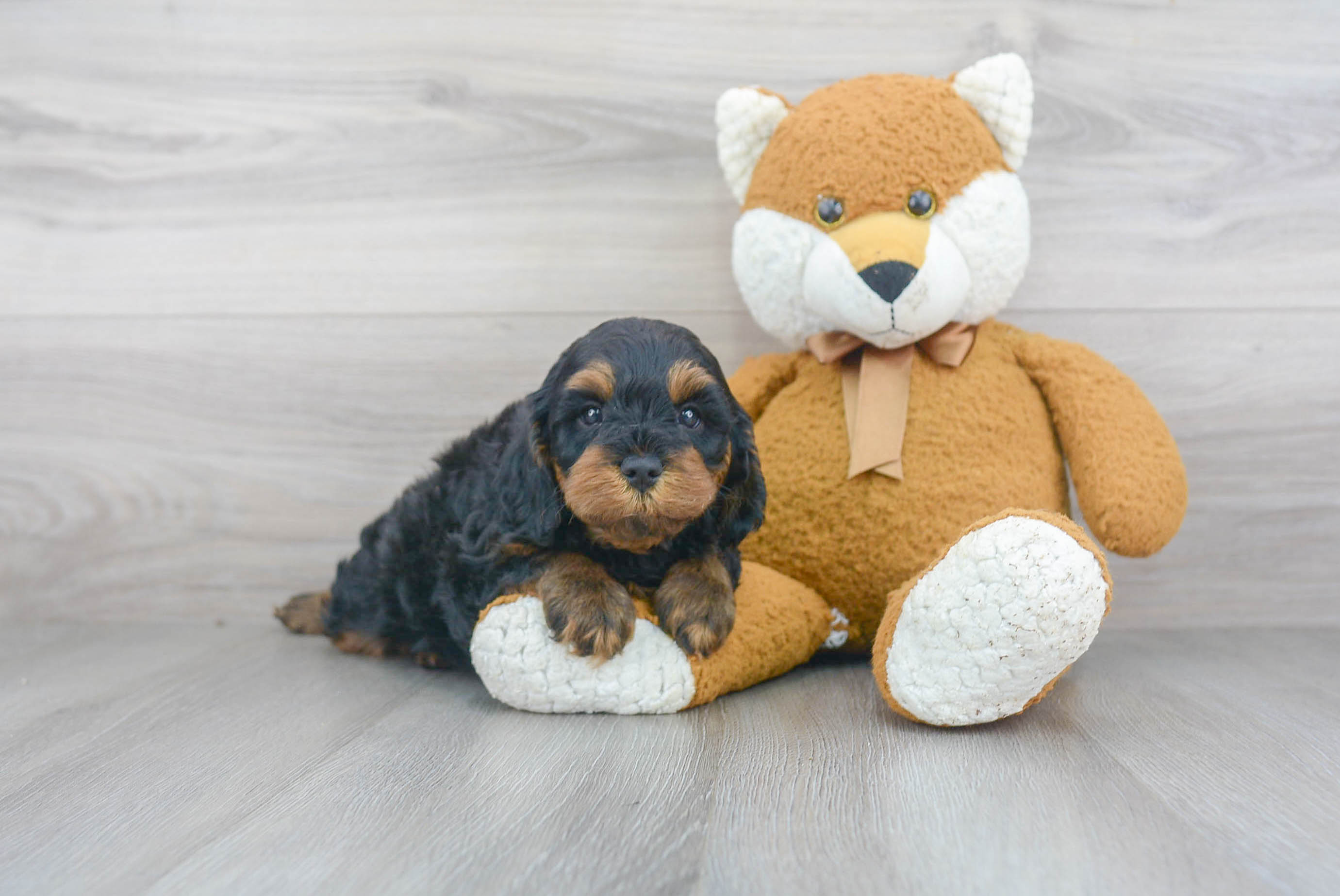 Sweet Cavapoo Baby
