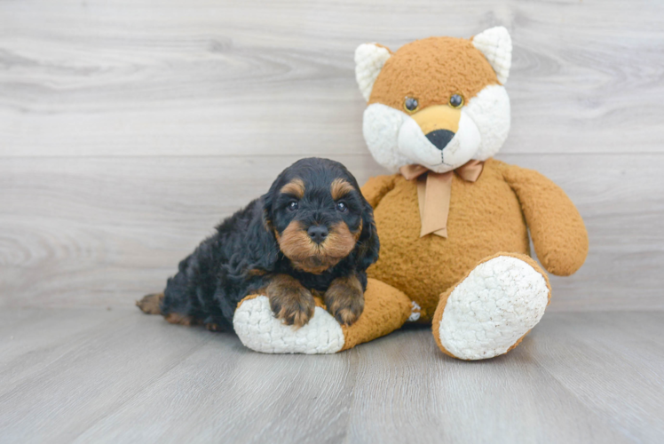 Sweet Cavapoo Baby