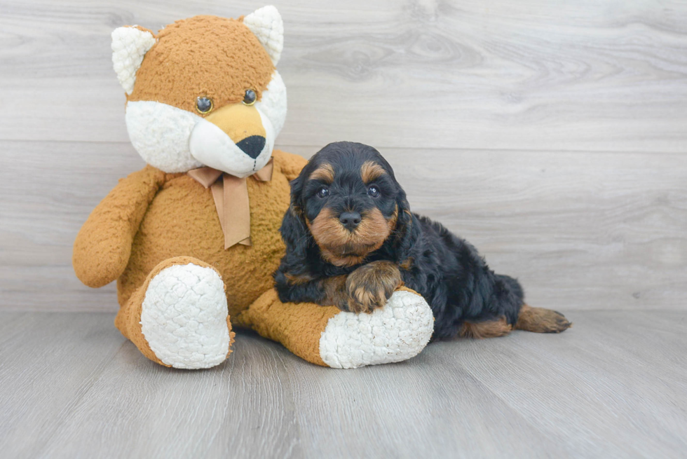 Cavapoo Puppy for Adoption