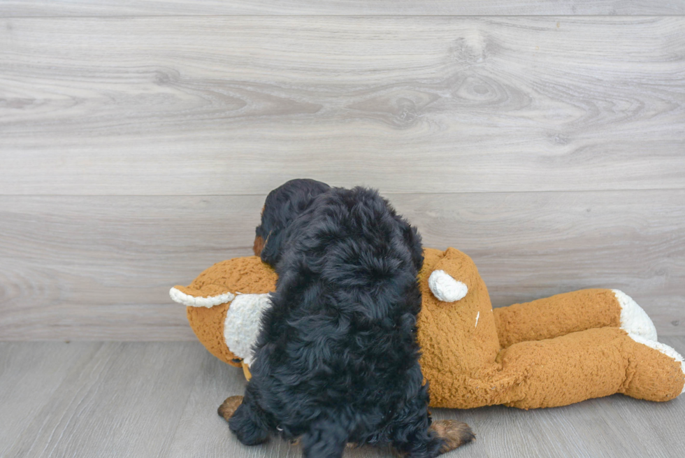 Cavapoo Pup Being Cute