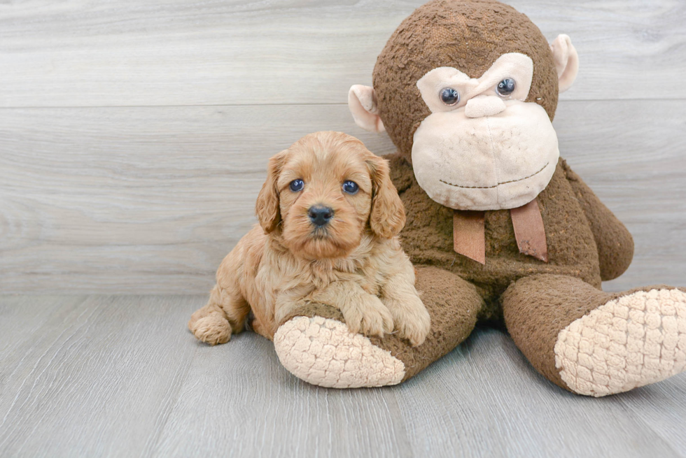 Friendly Cavapoo Baby