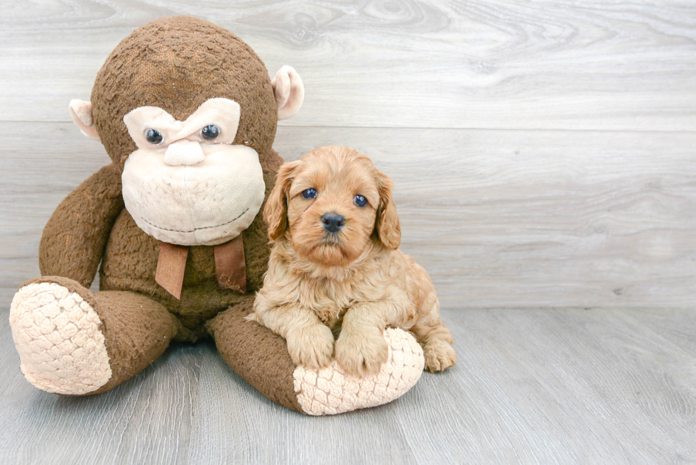 Funny Cavapoo Poodle Mix Pup